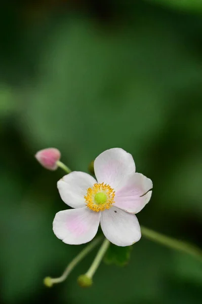 Bahçedeki Güzel Beyaz Çiçekleri Kapat — Stok fotoğraf