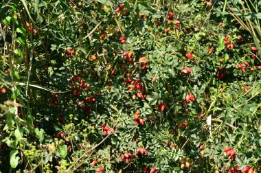 red rosehip on a tree in the park.