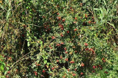 red rosehip on a tree in the park.