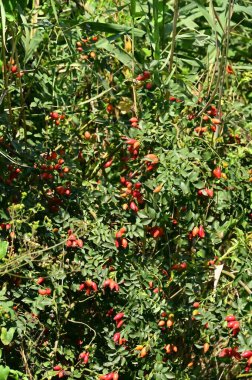 red rosehip on a tree in the park.