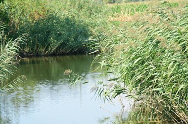 Ormandaki gölün güzel manzarası