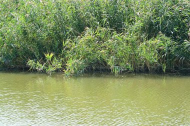 Ormandaki gölün güzel manzarası
