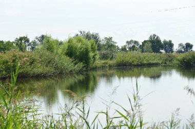 Ormandaki gölün güzel manzarası