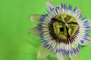 yeşil zemin üzerine güzel bir çiçek