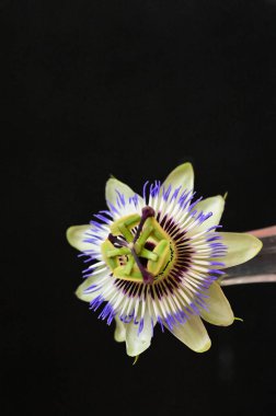 koyu arka plan üzerinde güzel bir çiçek