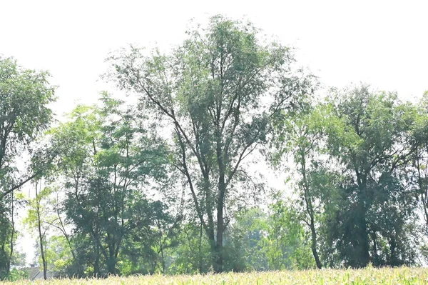 Widok Zielonych Drzew Lesie — Zdjęcie stockowe