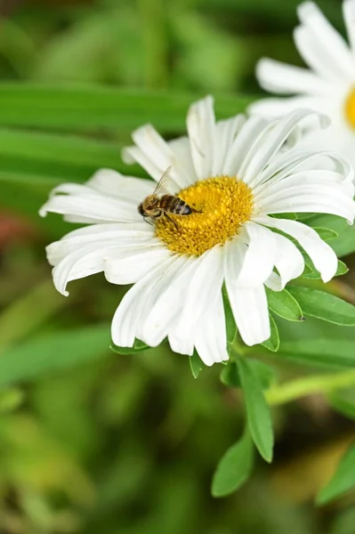 Pszczoła Siedzi Piękne Białe Kwiaty Ogrodzie — Zdjęcie stockowe