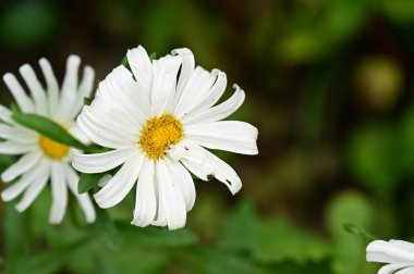 beautiful white flowers in the garden, summer concept