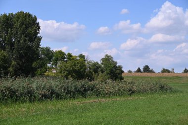 view of the green trees in the forest