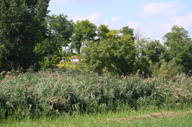view of the green trees in the forest