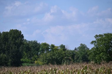 view of the green trees in the forest