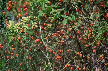 red rosehip on a tree in the park.