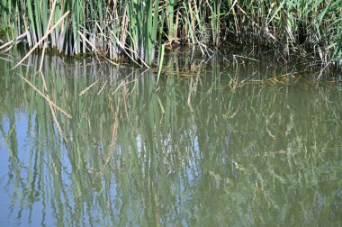 Ormandaki gölün güzel manzarası