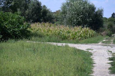 view of the green trees in the forest