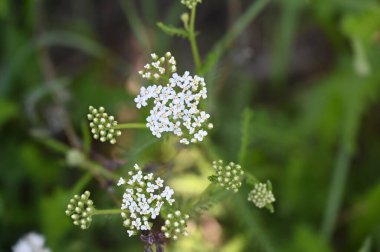 beautiful white flowers in the garden, summer concept