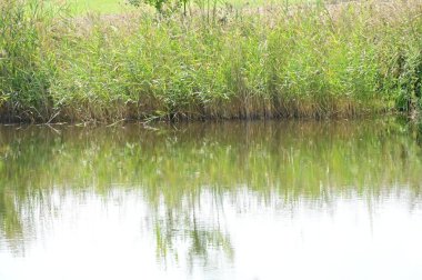 Ormandaki gölün güzel manzarası