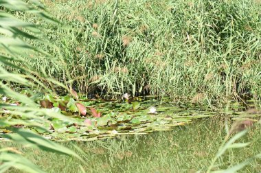 Güzel bir göletin yakın çekimi. 