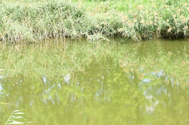 Ormandaki gölün güzel manzarası