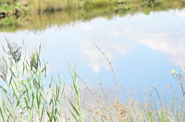 Ormandaki gölün güzel manzarası