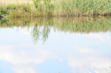 Ormandaki gölün güzel manzarası