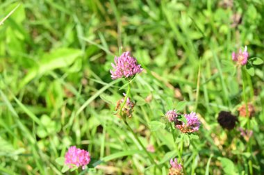 Bahçedeki güzel mor çiçeklerin yakın çekim görüntüsü