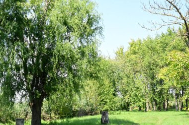 view of the green trees in the forest