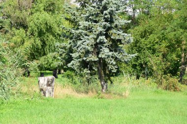 view of the green trees in the forest