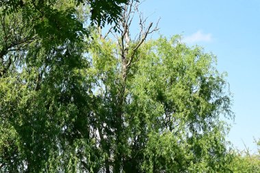 view of the green trees in the forest