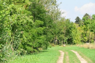 Ormandaki yol manzarası