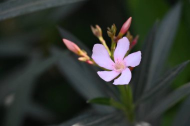 Bahçedeki güzel pembe çiçeklerin yakın görüntüsü