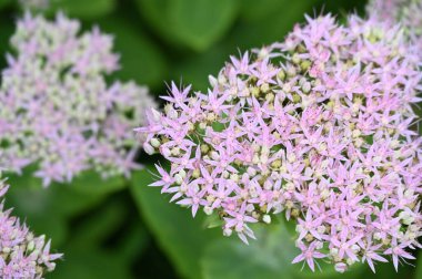 Bahçedeki güzel mor çiçeklerin yakın çekim görüntüsü
