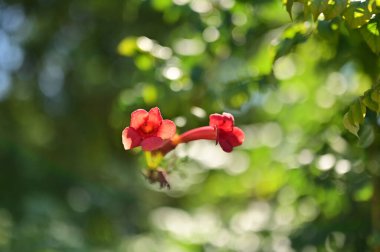 Bahçedeki güzel kırmızı çiçekler