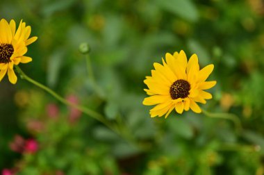 Bahçedeki güzel sarı çiçekler