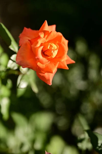 美丽娇嫩的玫瑰生长在花园里 — 图库照片