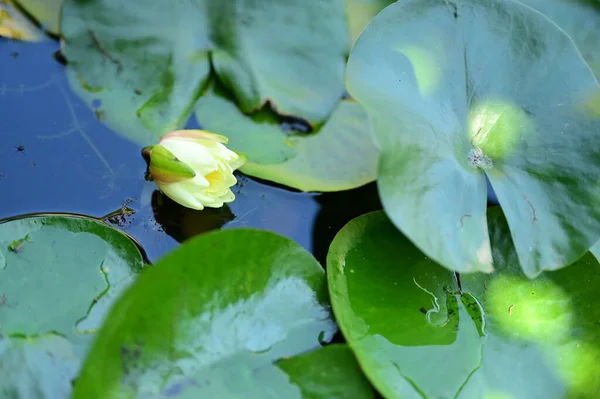 Schöne Weiße Seerose Auf Dem Teich — Stockfoto