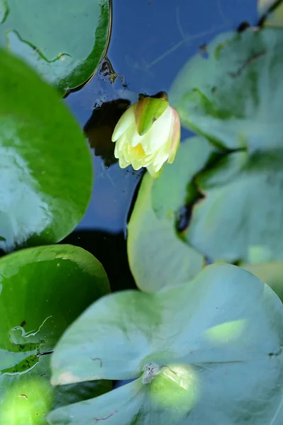 Schöne Weiße Seerose Auf Dem Teich — Stockfoto