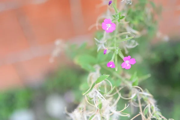 庭の綺麗なピンクの花を間近で見ることができ — ストック写真