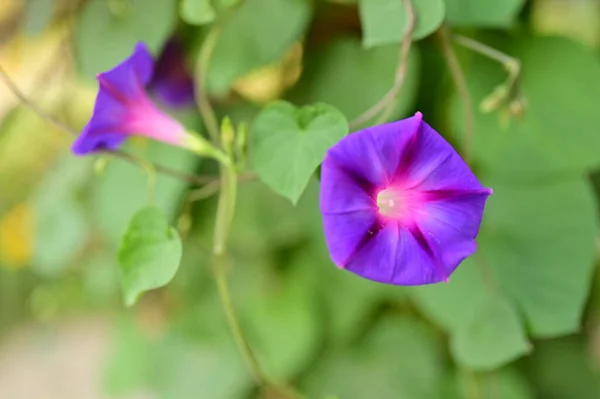 Close Uitzicht Mooie Paarse Bloemen Tuin — Stockfoto