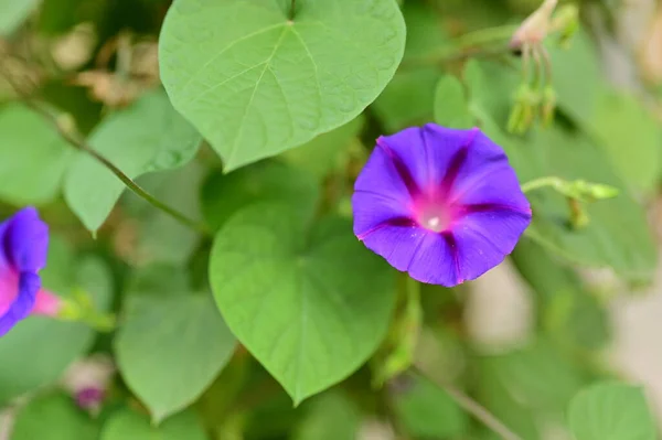 Vista Cerca Hermosas Flores Púrpuras Jardín — Foto de Stock