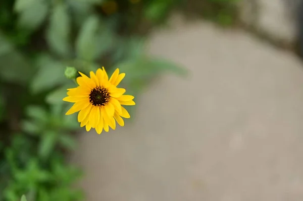 Belles Fleurs Jaunes Dans Jardin — Photo