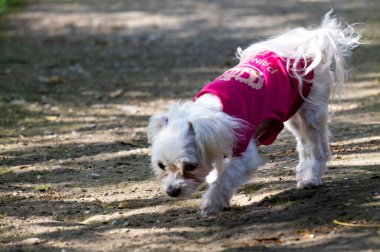 Beyaz tüylü köpek sokakta yürüyor.