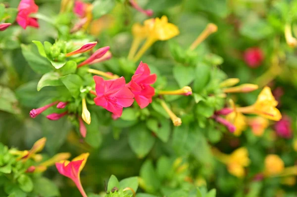 Zblízka Pohled Krásné Růžové Žluté Květy Zahradě — Stock fotografie