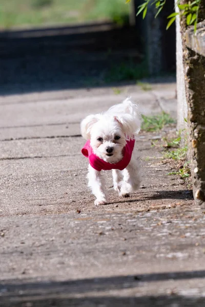 白いふわふわの犬が通りを歩いていて — ストック写真