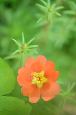 Bahçedeki güzel kırmızı çiçekleri kapat.