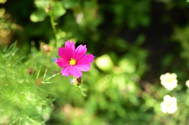 Bahçedeki güzel pembe çiçeklerin yakın görüntüsü