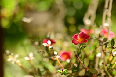 Bahçedeki güzel pembe çiçeklerin yakın görüntüsü