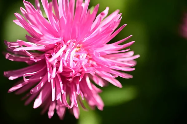 Close View Beautiful Pink Flowers Garden — Stock Fotó