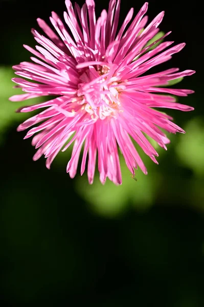 花园中美丽的粉红色花朵的近景 — 图库照片