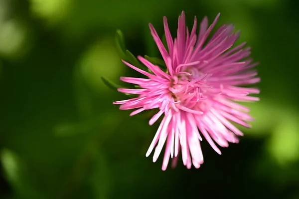 Close View Beautiful Pink Flowers Garden — Stock Photo, Image