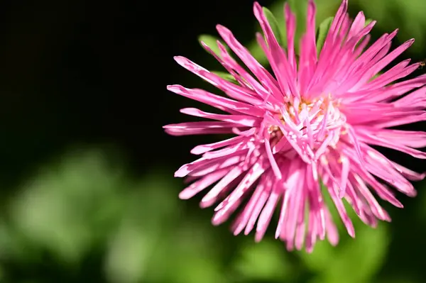 Close View Beautiful Pink Flowers Garden — Stock Photo, Image